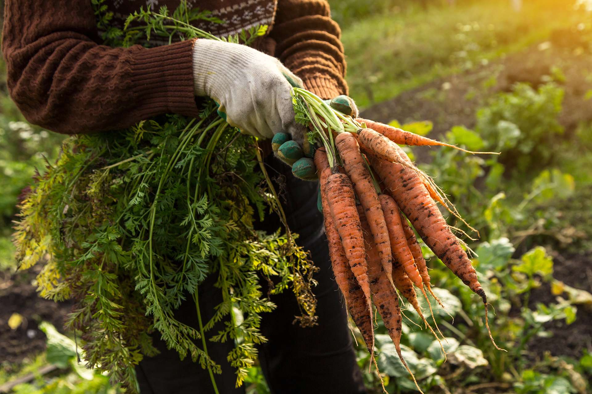 Farmer hands in gloves holding bunch of carrots